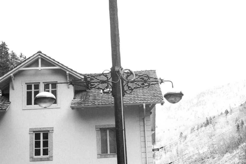 branch in bulb (4 of 1)