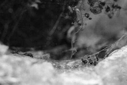 dry winter bug  (2 of 1)