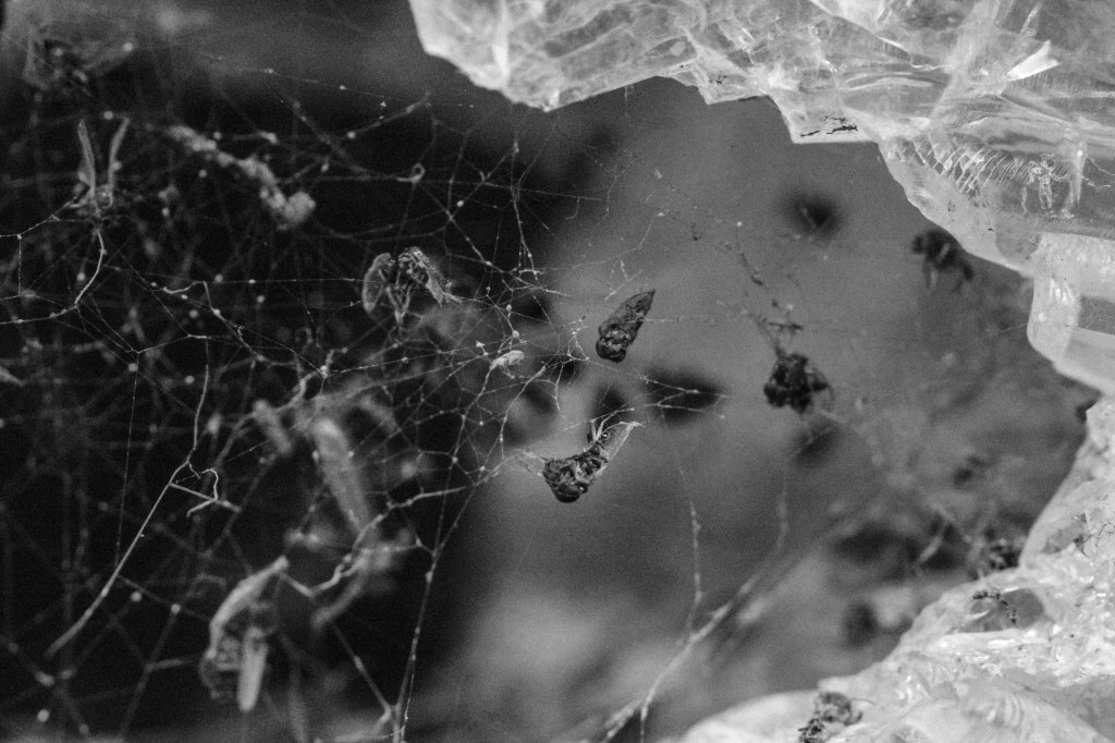 dry winter bug  (6 of 1)