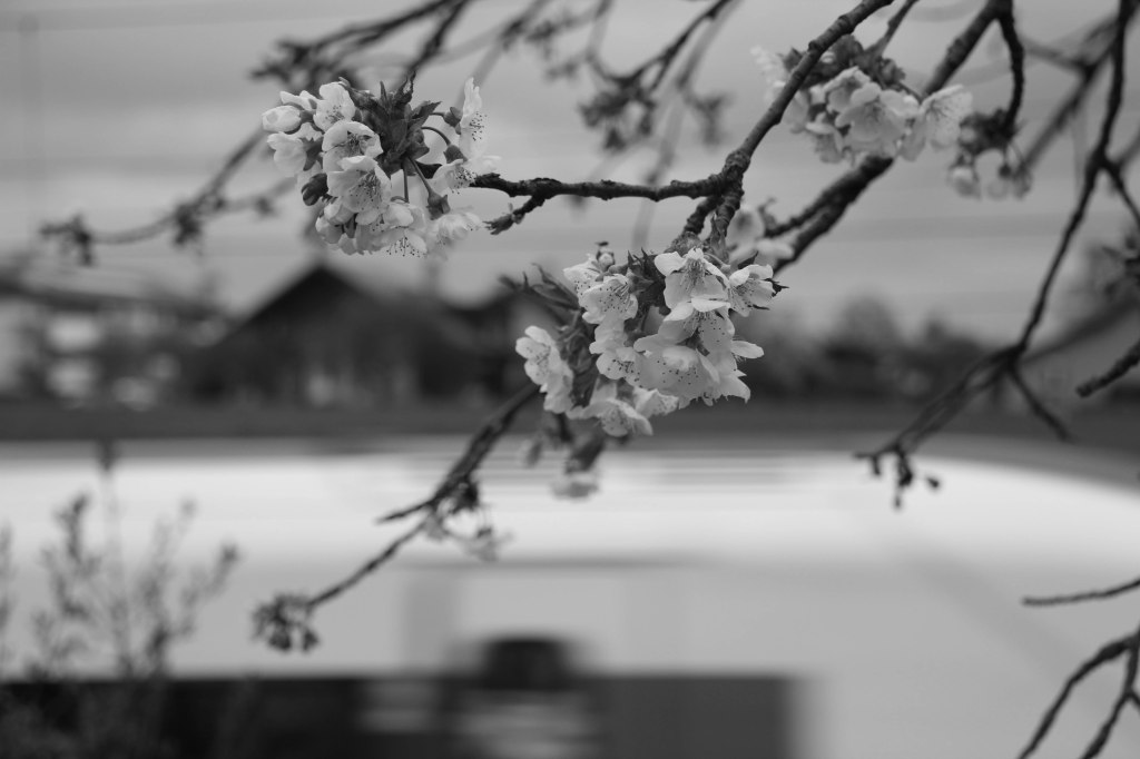 mono no aware (1 of 1)