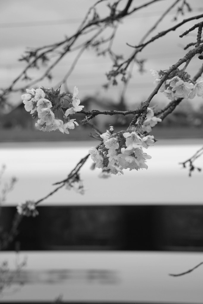 mono no aware (2 of 1)