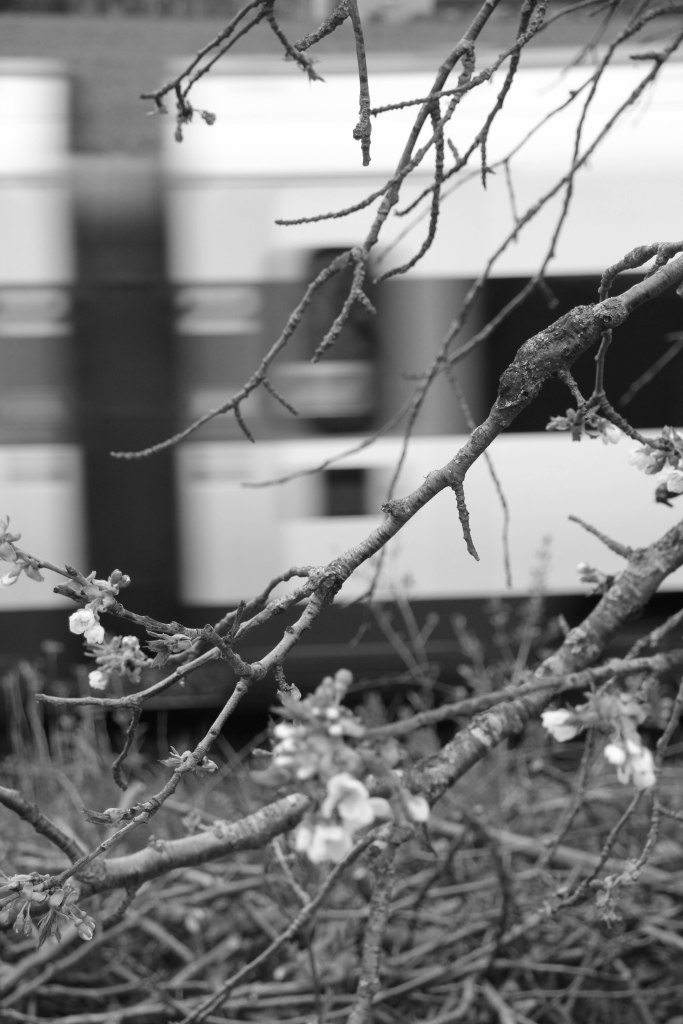 mono no aware (3 of 1)